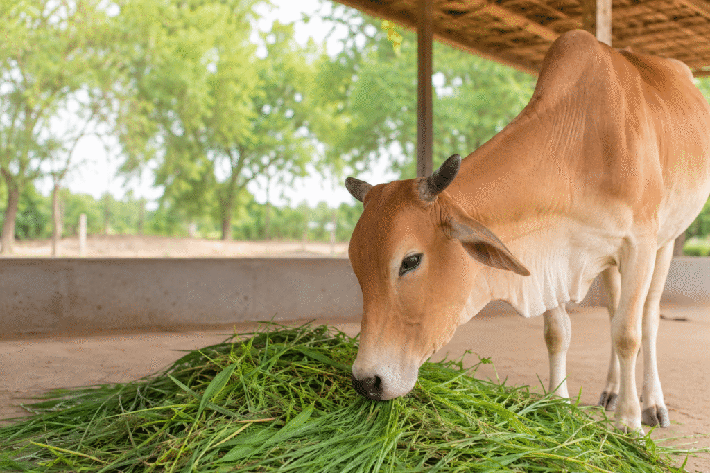 Cow Fodder