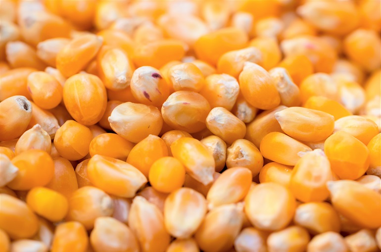 Maize / Corn